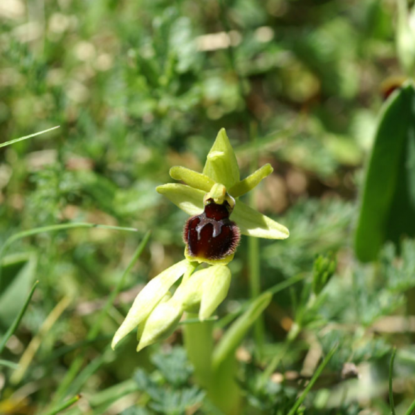 Ophrys virescens